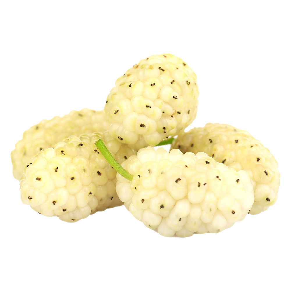 Weiße Maulbeere