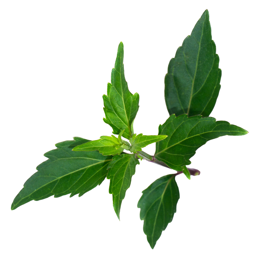 Javanese tea
