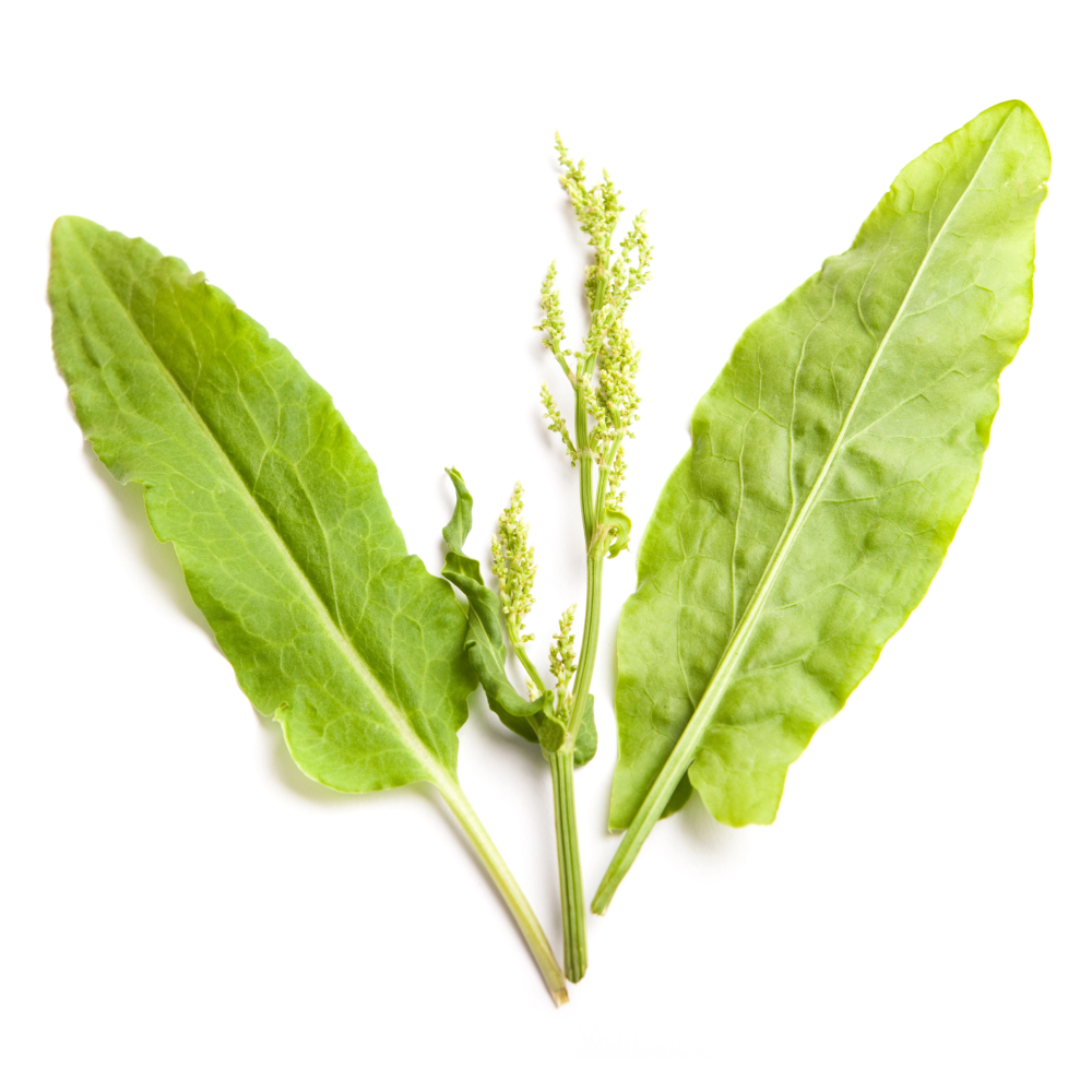 Gewöhnlicher Sauerampfer