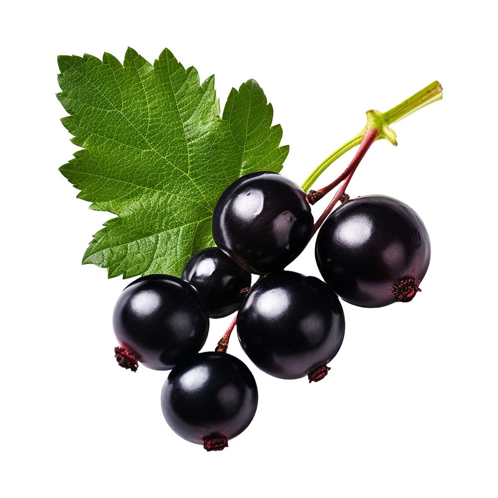 Schwarze Johannisbeere