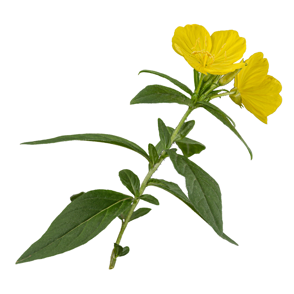 Johanniskraut