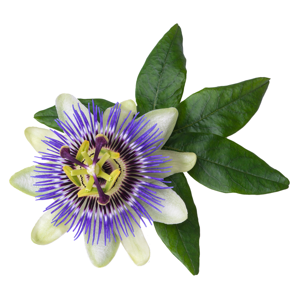 Passionsblume