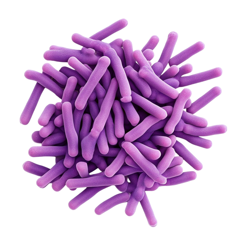 Mischung aus 22 bakteriellen Stämmen